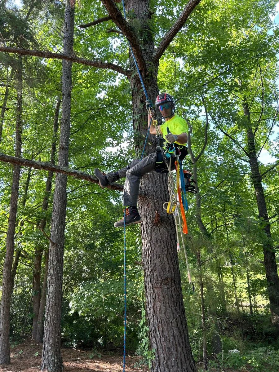 SkyRoot Tree Care arborist working in a tree in RTP, North Carolina