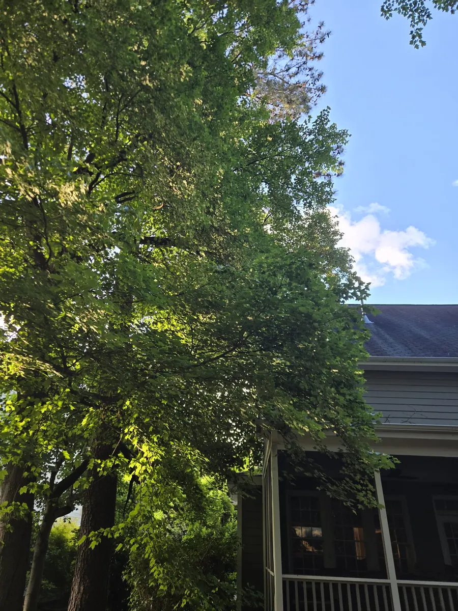 Tree removal project photo from RTP, NC