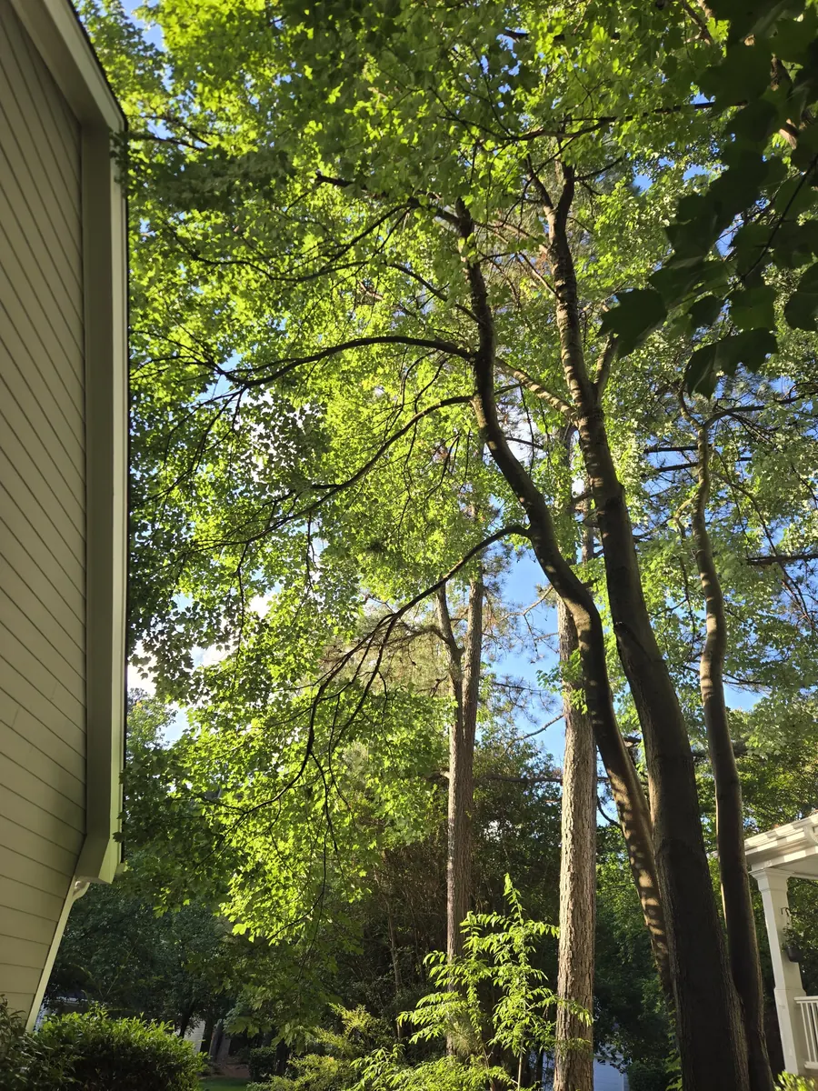 Tree removal project photo from RTP, NC